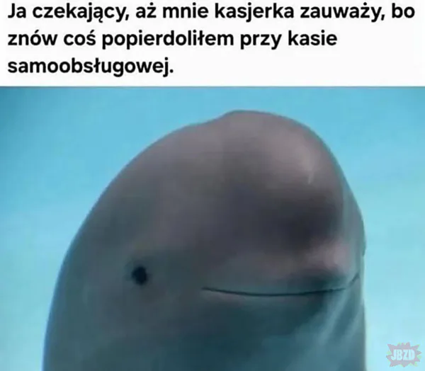 Dolphin