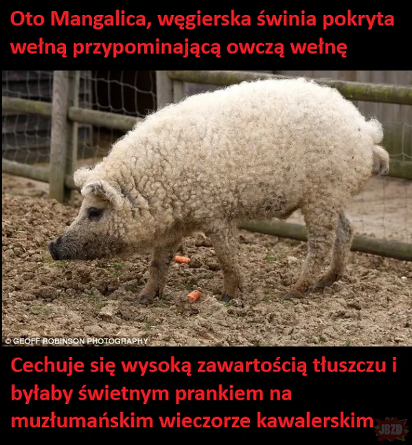 Taki drobny żarcik