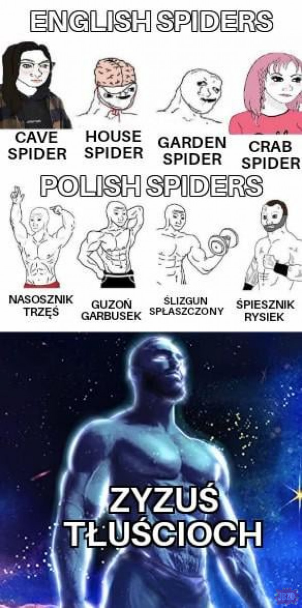 Epickie pająki>