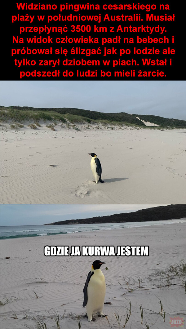 Kowalski, analiza>