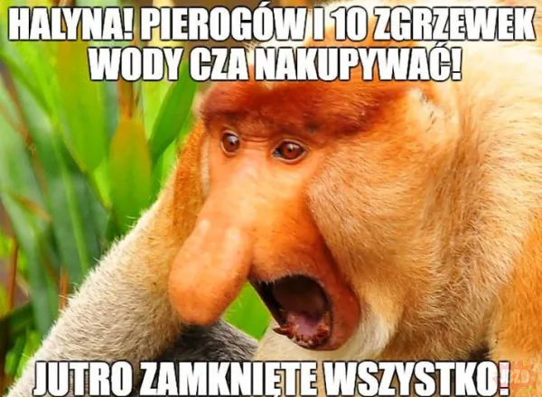 Jeszcze 4 chleby, 20 kajzerek, 5kg wędlinki i 70 paróweczek, ale tych najtańszych... to dla pieska
