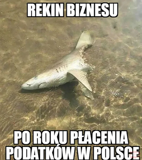 ała kurła rzeczywiście