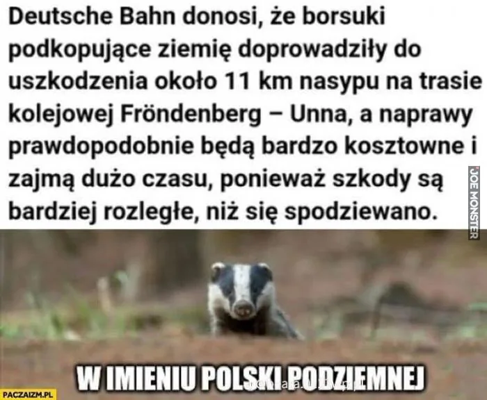 Deutsche Bahn donosi, że borsuki podkopujące ziemię doprowadziły do uszkodzenia około 11 km nasypu na trasie kolejowej Fröndenberg - Unna, a naprawy prawdopodobnie będą bardzo kosztowne i zajmą dużo czasu, ponieważ szkody są bardziej rozległe,