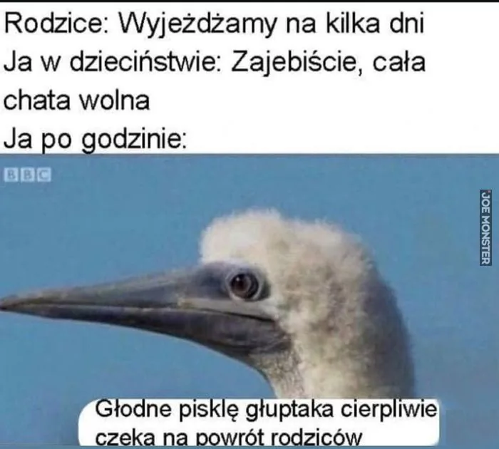 Rodzice: Wyjeżdżamy na kilka dni
Ja w dzieciństwie: Zajebiście, cała chata wolna
Ja po godzinie:
BBC
Głodne pisklę głuptaka cierpliwie czeka na powrót rodziców