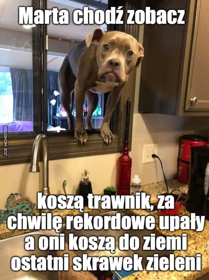 Marta chodź zobacz koszą trawnik, za chwilę rekordowe upały a oni koszą do ziemi ostatni skrawek zieleni