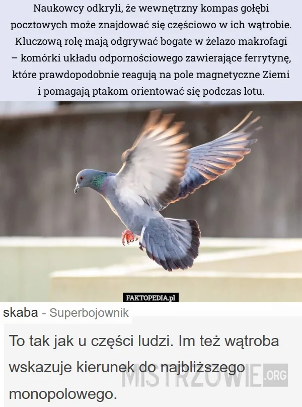 Tatuś –