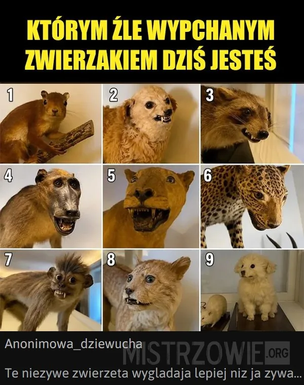 AI odpowiada –