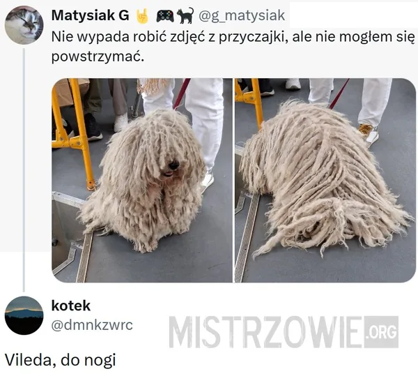 Ciekawostka –