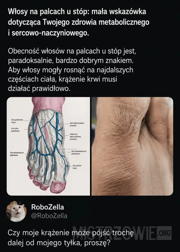 Liga Mistrzów –