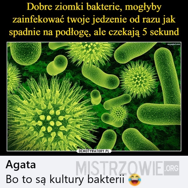 Ziomki –>