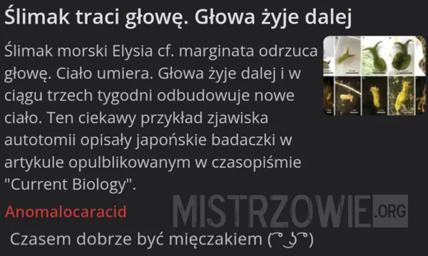 Gotowy –